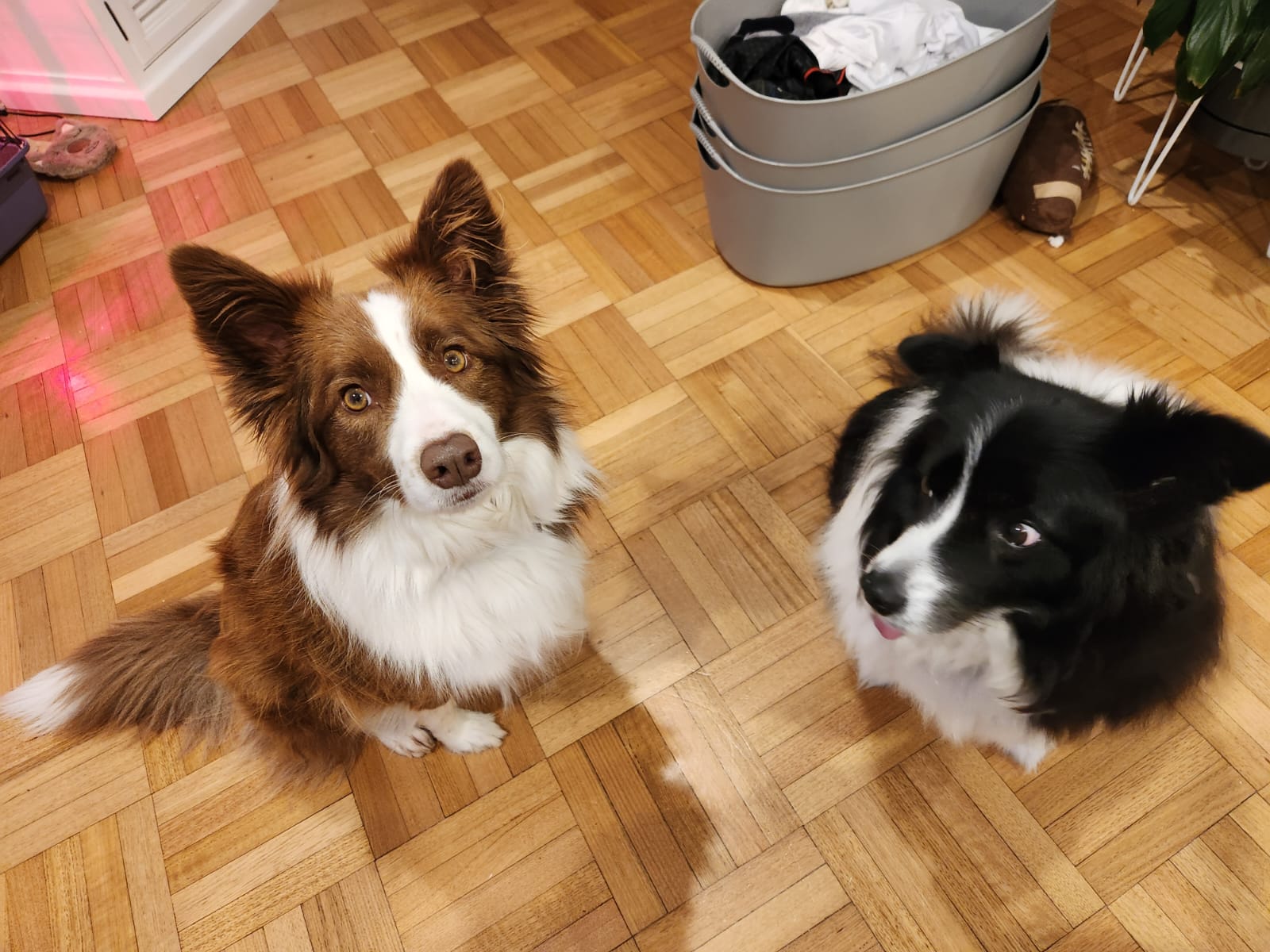 Dogs