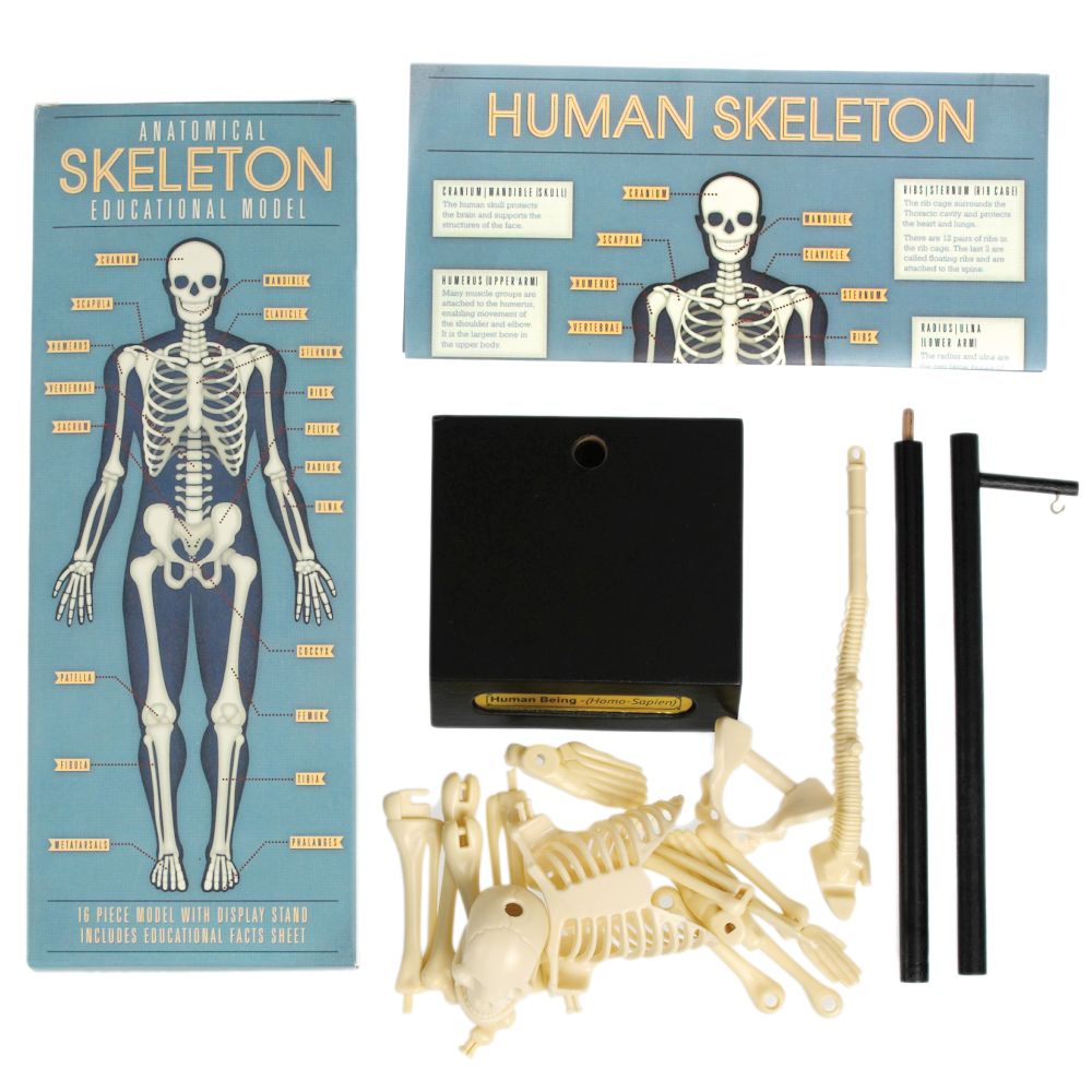Anatomy Skeleton Model